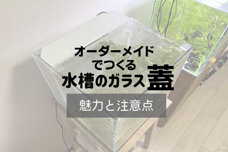 水槽の蓋アイキャッチ