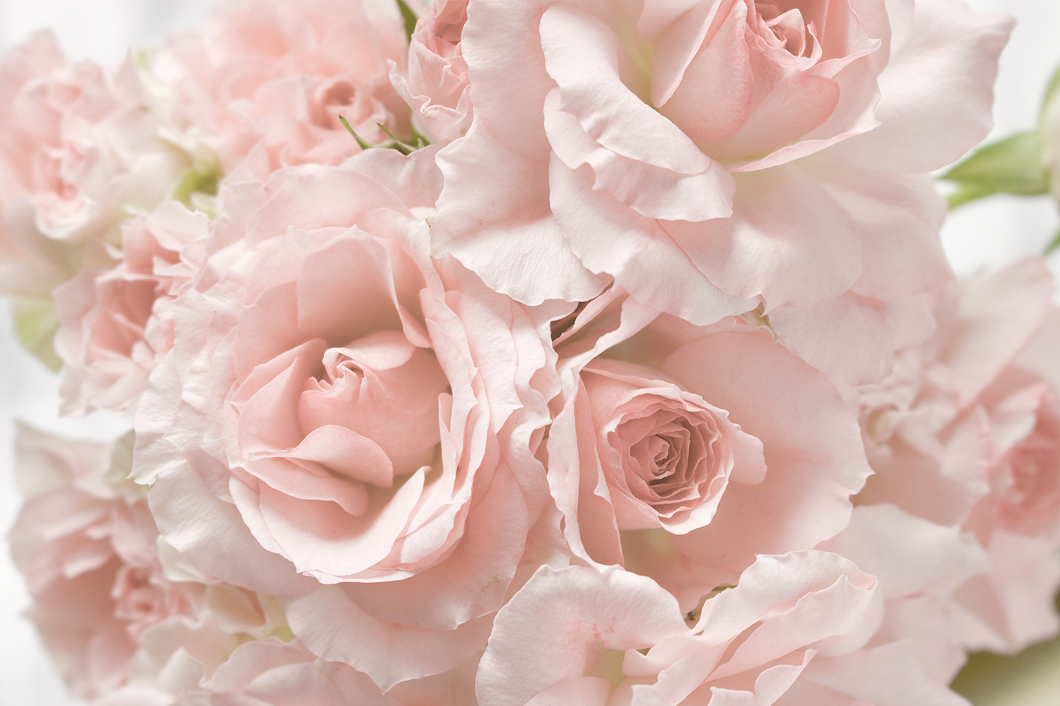 イメージ画像（ピンク）